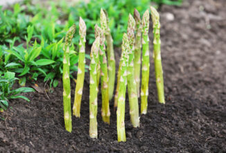 Asparagus Planting & Growing